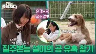 황설이의 질주본능! 역발상 교육으로 공 유혹 참기 성공?! [개는 훌륭하다] | KBS 251225 방송