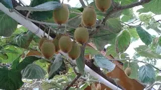 КИВИ КЎЧАТ СОТИЛАДИ, 1 ёшдан, 10 ёшгача бор
