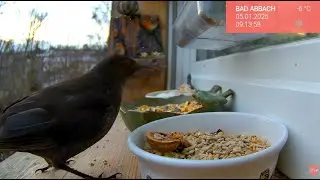 28.01. Natur sehen, ohne rauszugehen 🐦 Vogelwelt live im Januar