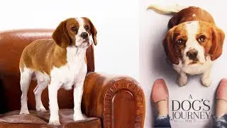 'A Dog's Journey' Dog Interview