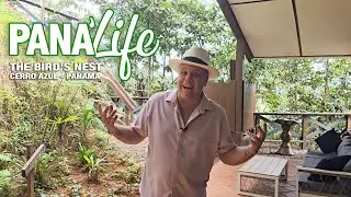 🐦🌿 Pana'Life - The Bird&rsquo;s Nest, Cerro Azul! 🌿🐦