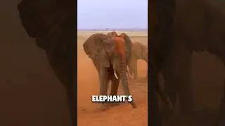 Why Mud Baths?? #youtubeshorts #youtube #animalwellbeing #animals #information #2024 #facts #world #