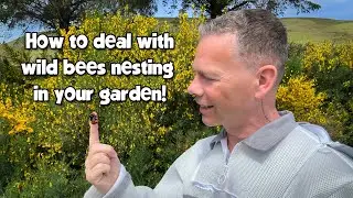 Do this ONE THING to save our bees! 🐝