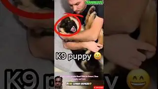 A Dog&rsquo;s Unbreakable Bond With Its Owner | True Loyalty and Love #germanshepherd #puppy #loyaldog