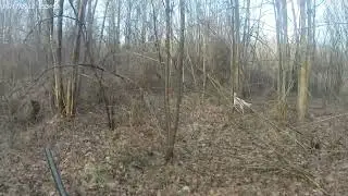 Caccia alla beccaccia con setter inglese e beeper beretti 2000xp