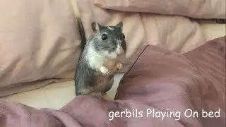 Gerbil playing on bed :3
