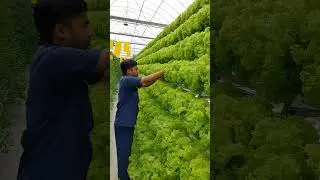 lettuce cultivation  #Greenlollo #greenlettuce #lettucesalad #lettuceharvesting