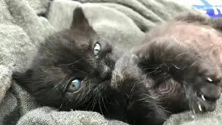 Kitten of Doom