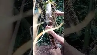 Pemotongan Manggar aren bunga .Masih wangi gaes alias lanok lanokon