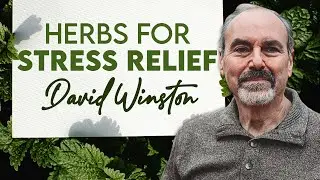 Great Herbs for Stress Relief Tea | David Winston