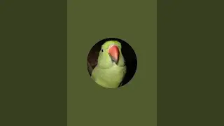 Rinkymitthu is live