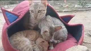 Cat Beautiful video 😻