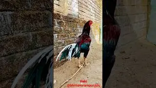 Kaki #gamefowl #fighter #gamefowl  #punjulu #kaki #kodikaki #shorts