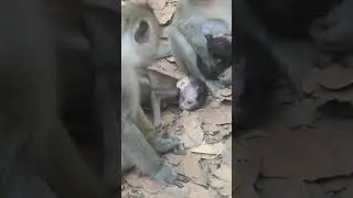 Wildlife monkeys in Amber troop 💕🐒😍💕💕😍🐒💕  #animalmonkey