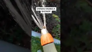 Earwig having a shower. Whistles are my own #shower #hose #earwig #earwigshower #busychrisgardening