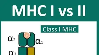 IMMUNOLOGY HIGH YIELD for USMLE(MHC 1 vs MHC 2)