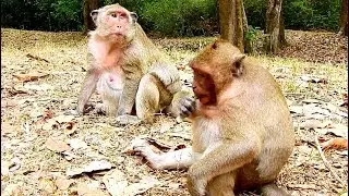 Much pity! Idol Sweet pea & Mom Popeye sit sad, Coz run Escape Group Amber  along time.
