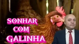SONHAR COM GALINHA DEPENADA SONHAR COM GALINHA MORTA SONHAR COM GALINHA BOTANDO OVOS.