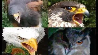 BIRD OF PREY & OWL SOUNDS! SELECTION OF DIFFERENT SPECIES AND THEIR CALLS COMPILATION