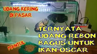 MEMBERI MAKAN IKAN OSCAR DENGAN UDANG PASAR UDANG REBON