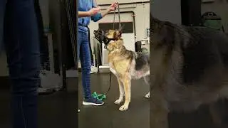 Teaching the Down Command at Our Seattle Seminar (2019)