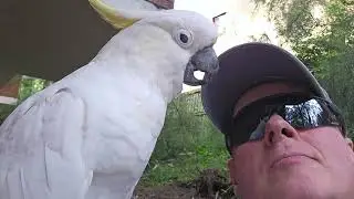 Day what you really think, HurroBirb! Wild cockatoos in Sydney, Australia 