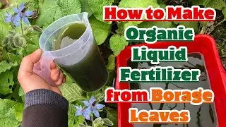 How to Make Organic Liquid Fertilizer from Borage Leaves 🍃 #borage #fertilizer #organicgardening