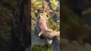 Aplysia dactylomela &mdash; The Spotted Sea Hare #seamagic