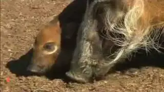 San Diego Zoo goes wild for Red River Hogs piglets