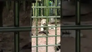 Ooo iii white tiger 🤩 #white #tiger #zoo #goal #bigcats #solotravel #thailand