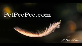 The PetPeePee company Oriental rug cleaning naturally