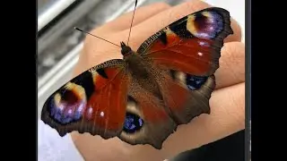 Inachis io (peacock butterfly)