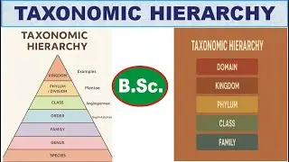 TAXONOMIC HIERARCHY #taxonomichierarchy #taxonomy #universityofallahabad #bscnotes #bsczoology