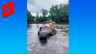 We are the dobre brothers and we do backflips...on elephants 😂