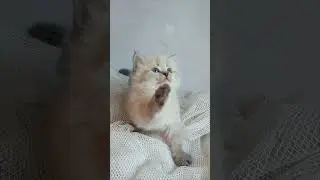 Ursula Seal Tabby Point Siberian Female Kitten Available Now | Purebred Kitties