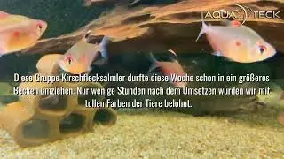 Kirschflecksalmler - Hyphessobrycon erythrostigma