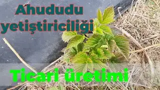Ahududu yetiştiriciliği 1  Ticari olarak üretimi