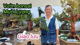 Thăm vườn bonsai chú Mười Lượng, Tây Sơn, Gia Lai, ĐT:0326161742