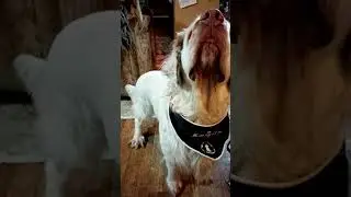 Кламбер спаниели получают подарки.