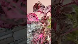 Blood leaf