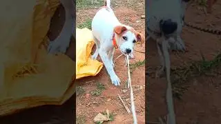 cutest puppys b&auml;rking sound cute puppy dog barking #viral #dogsound #dogvideos #shorts #viralvideos