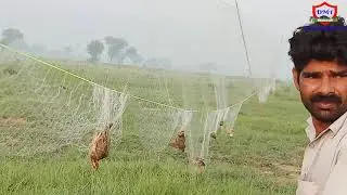 Pakistan Quail Hunting _Batair Ka Shikar_Quail Sound mp3