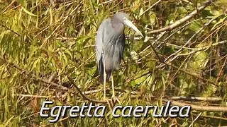 Gar&ccedil;a-azul (Egretta caerulea)