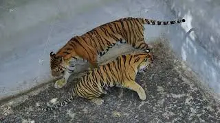 Tigers roaming restlessly inside concrete zoo habitat, revealing predatory movement and powerful