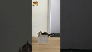 Kitten playing delivery box 😸#funnycat #catsoftiktok #cat #pet #fyp #foryou #animals