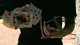 Into the Woods Cardistry By Spencer Clark