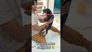 Pareshan kar rakha hai🥹#funny #dogs#love#dogshorts#doberman#lovemaxlife#shortvideo #doglife#cutedog