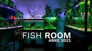 Así van TODOS los acuarios del FISH ROOM  | Actualización mensual de Abril (4K)