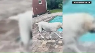 Dog mom struggles to get pup to stop jumping into pool