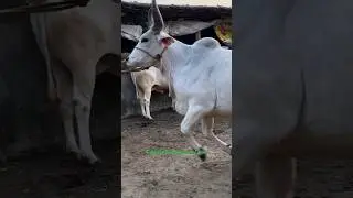 Jumping Most Beautiful and Biggest Kankarej Cow of Royal dairy farm for💕 2027#viral #trending